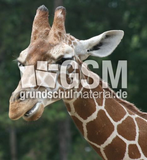 Giraffe-079.jpg